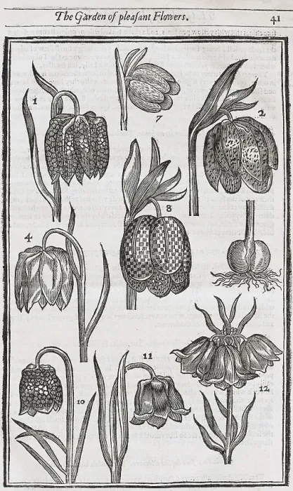 Framed Print : Snake's head fritillaries (Fritillaria meleagris)