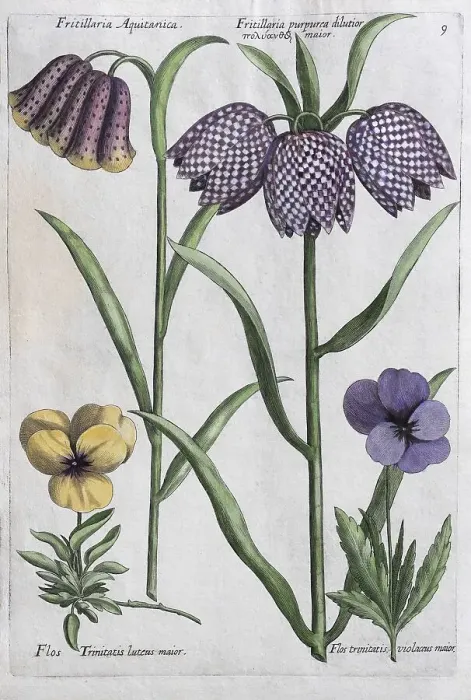 Framed Print : Snake's Head Fritillary (Fritillaria)