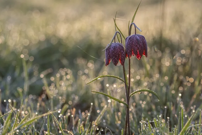 Framed Print : Snake's Head Fritillary (Fritillaria meleagris)