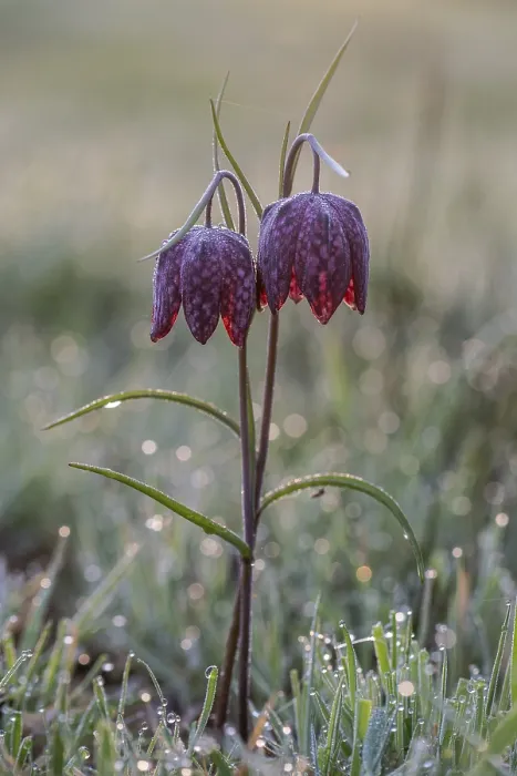 Framed Print : Snake's Head Fritillary (Fritillaria meleagris)