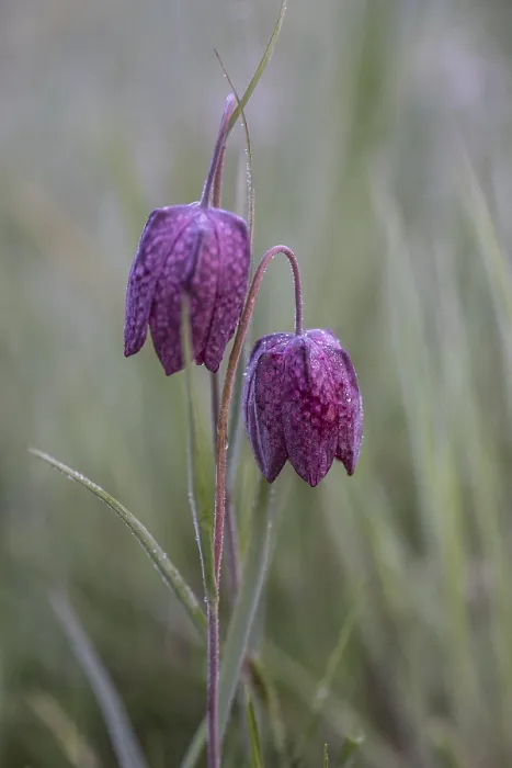 Framed Print : Snake's Head Fritillary (Fritillaria meleagris)