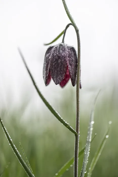 Framed Print : Snake's Head Fritillary (Fritillaria meleagris)