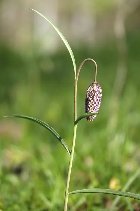 Framed Print : Snake's Head Fritillary, March