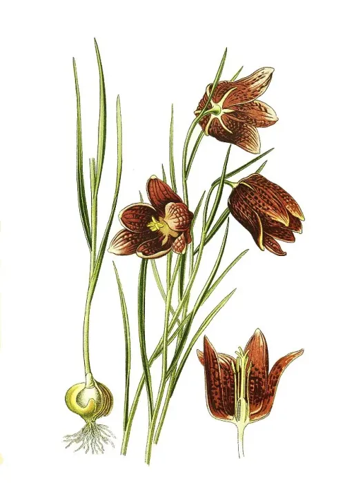 Framed Print : Snakes head fritillary, Snakes Head Framed Print : Snakes head fritillary, Snakes Head