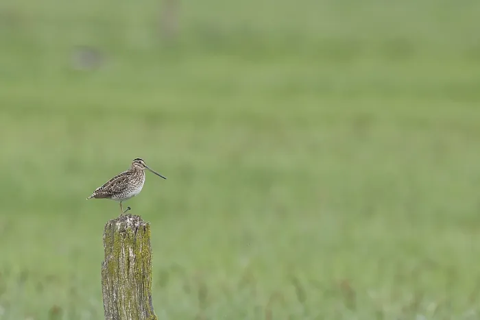 Framed Print : Snipe (Gallinago gallinago), standing on fence posts of a pasture