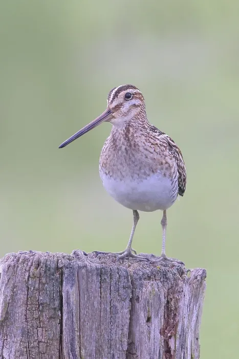 Framed Print : Snipe (Gallinago gallinago), standing on a wooden fence post
