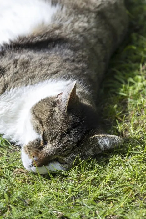 Framed Print : Snoozing and contented domestic cat (Felis catus)
