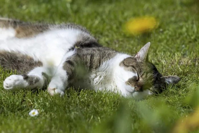 Framed Print : Snoozing and contented domestic cat (Felis catus)