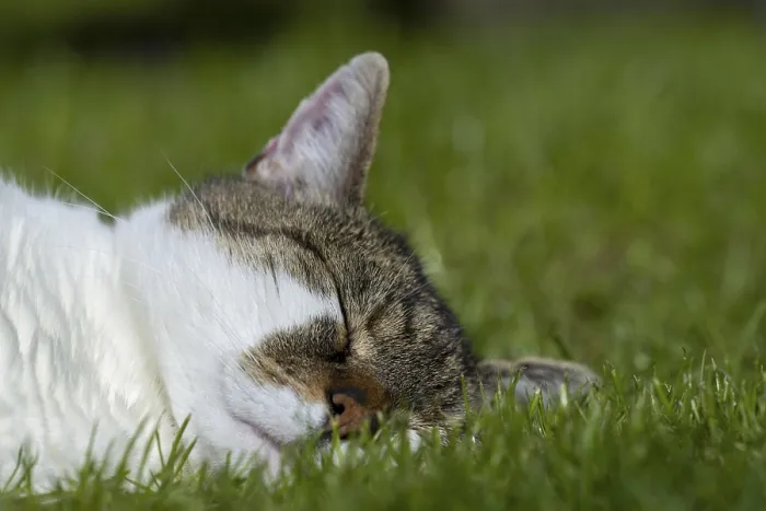 Framed Print : Snoozing and contented domestic cat (Felis catus)