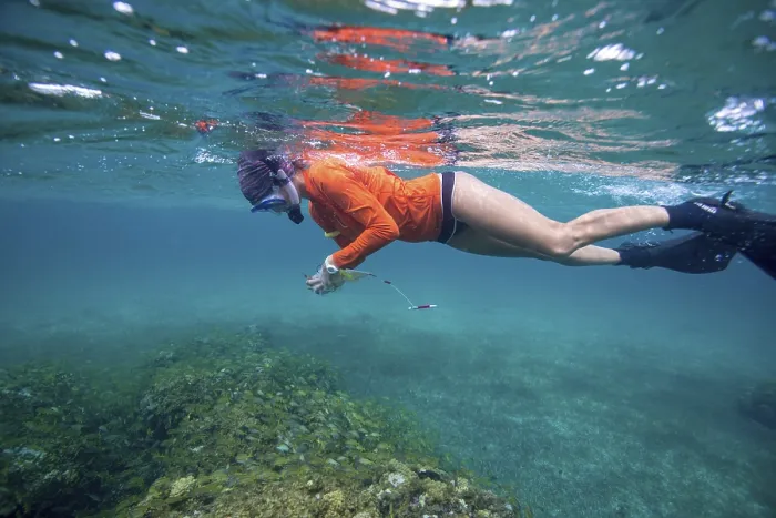 Framed Print : A snorkeler exploring a coral reef under clear blue water