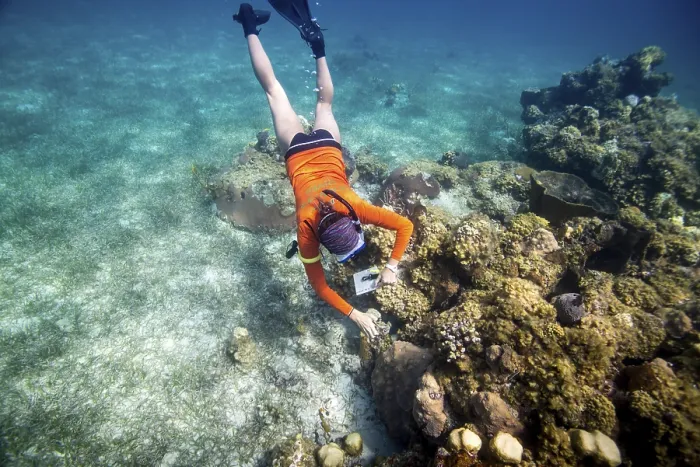 Framed Print : A snorkeler exploring a coral reef under clear blue water