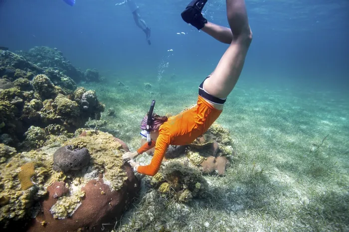 Framed Print : A snorkeler exploring a coral reef under clear blue water