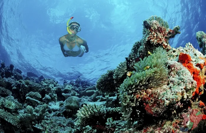 Framed Print : Snorkelling on a coral reef, Maldives