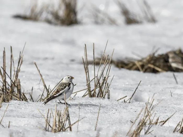 Framed Print : Snow bunting, Plectrophenax nivalis Framed Print : Snow bunting, Plectrophenax nivalis