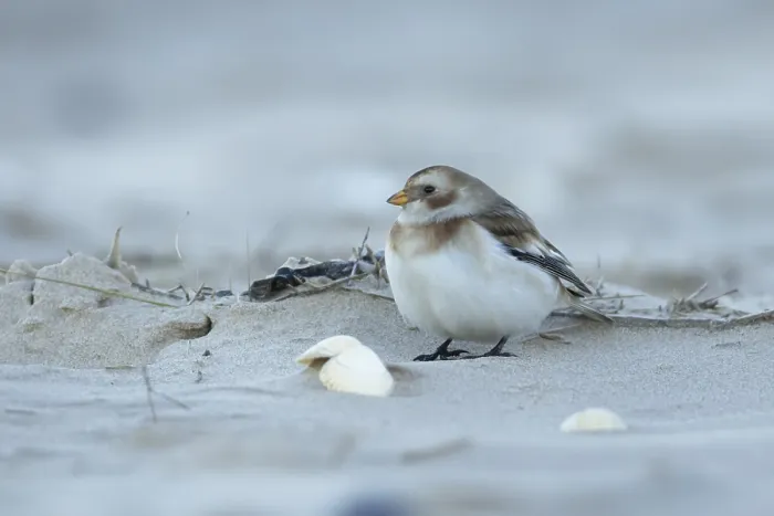 Framed Print : Snow bunting (Plectrophenax nivalis) adult bird on a beach