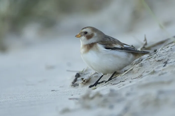 Framed Print : Snow bunting (Plectrophenax nivalis) adult bird on a beach in winter