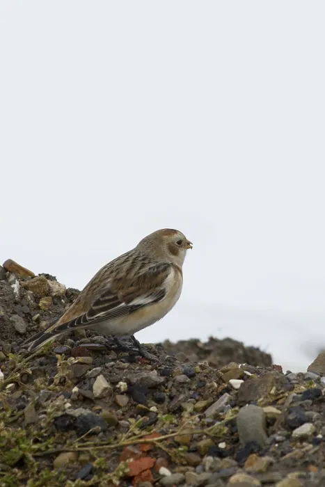 Framed Print : Snow Bunting (Plectrophenax nivalis) perched on small rocks Framed Print : Snow Bunting (Plectrophenax nivalis) perched on small rocks