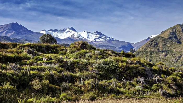 Framed Print : Snow-capped mountains with thick vegetation in the foreground