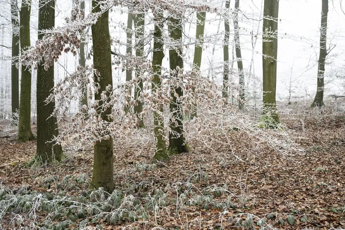Framed Print : Snow-covered beech forest (Fagus sylvatica) on the Hermannsweg Framed Print : Snow-covered beech forest (Fagus sylvatica) on the Hermannsweg