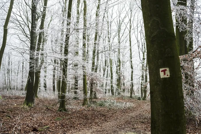 Framed Print : Snow-covered beech forest (Fagus sylvatica) on the Hermannsweg with T markings for Teuto loops Framed Print : Snow-covered beech forest (Fagus sylvatica) on the Hermannsweg with T markings for Teuto loops