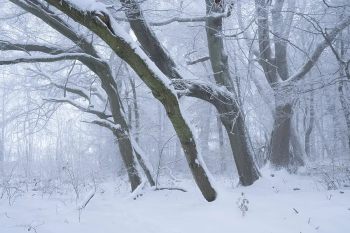 Framed Print : Snow-covered beech forest in the fog Framed Print : Snow-covered beech forest in the fog