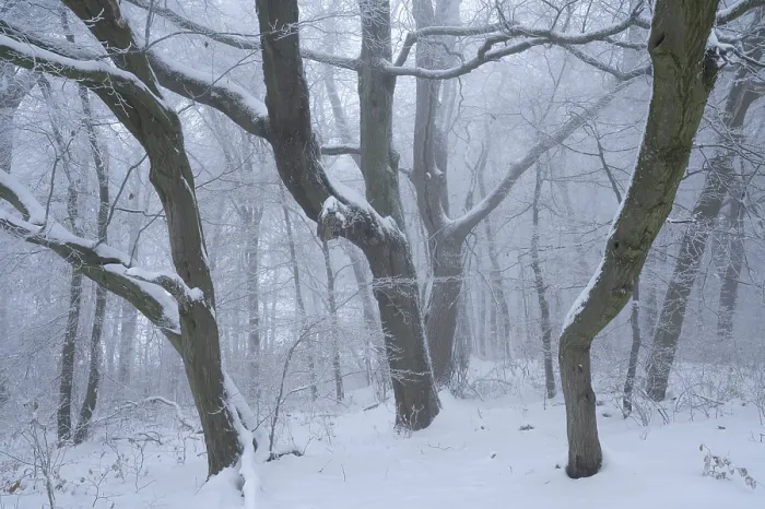 Framed Print : Snow-covered beech forest in the fog