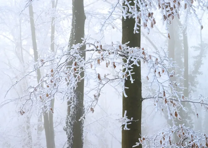 Framed Print : Snow-covered branches and beech trees (Fagus syvatica) in the misty winter forest Framed Print : Snow-covered branches and beech trees (Fagus syvatica) in the misty winter forest