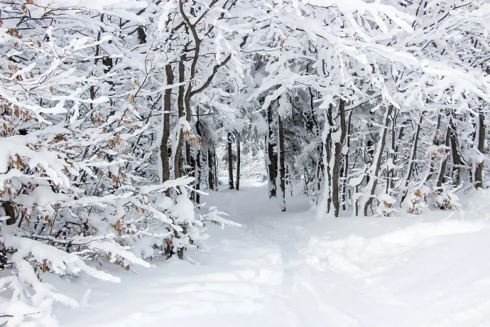 Framed Print : Snow-covered branches and a path under the trees Framed Print : Snow-covered branches and a path under the trees