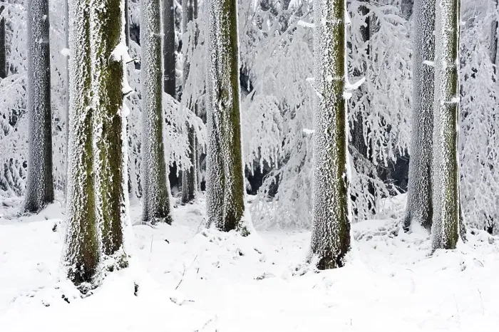 Framed Print : Snow-covered coniferous forest Framed Print : Snow-covered coniferous forest
