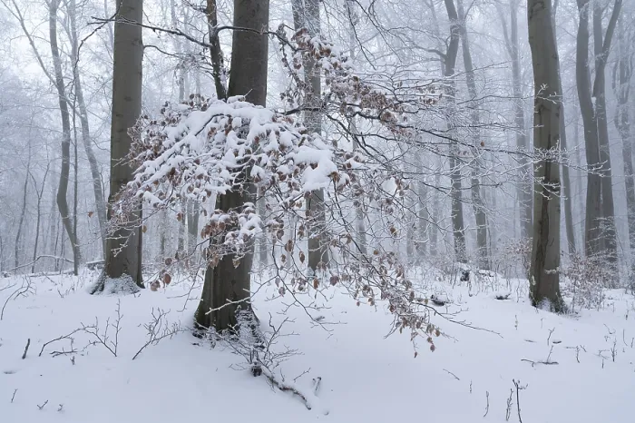 Framed Print : Snow-covered deciduous forest in the fog