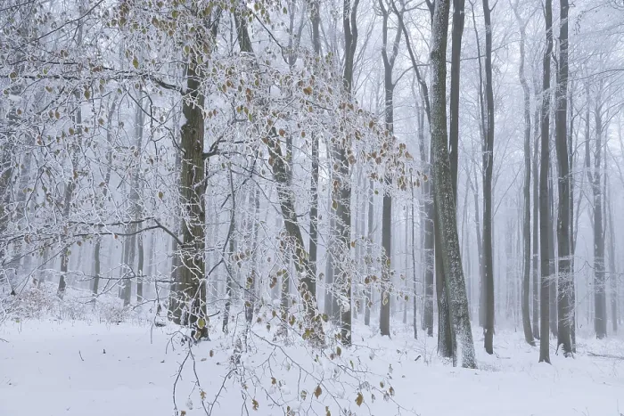 Framed Print : Snow-covered deciduous forest in the fog