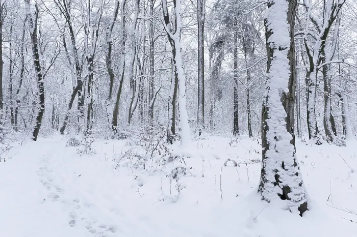 Framed Print : Snow-covered deciduous forest in winter