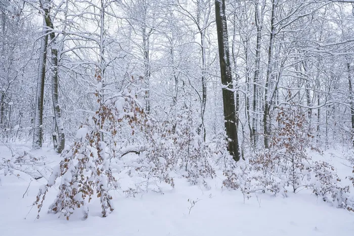 Framed Print : Snow-covered deciduous forest in winter Framed Print : Snow-covered deciduous forest in winter