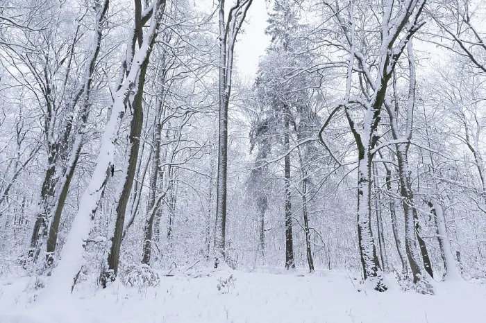 Framed Print : Snow-covered deciduous forest in winter Framed Print : Snow-covered deciduous forest in winter