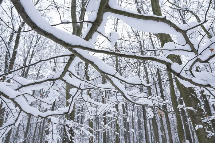 Framed Print : Snow-covered deciduous forest in winter