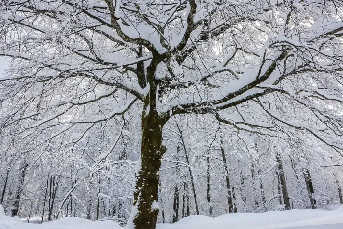 Framed Print : Snow-covered deciduous tree, Plitvice Lakes National Park Framed Print : Snow-covered deciduous tree, Plitvice Lakes National Park