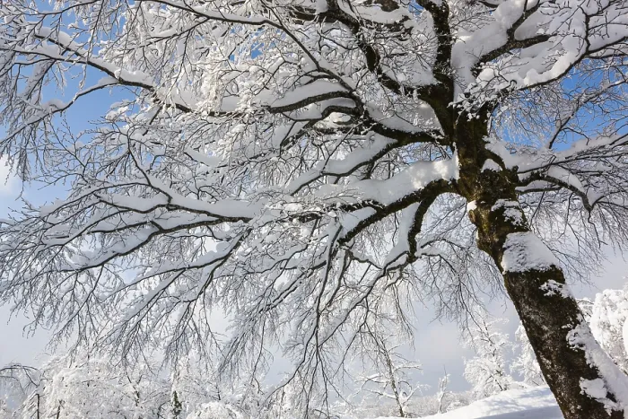 Framed Print : Snow-covered deciduous tree, Plitvice Lakes National Park