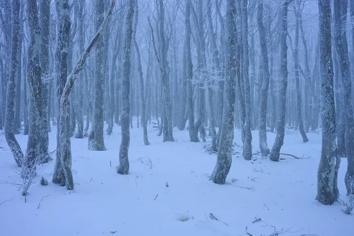 Framed Print : Snow-covered dense forest with slender Framed Print : Snow-covered dense forest with slender