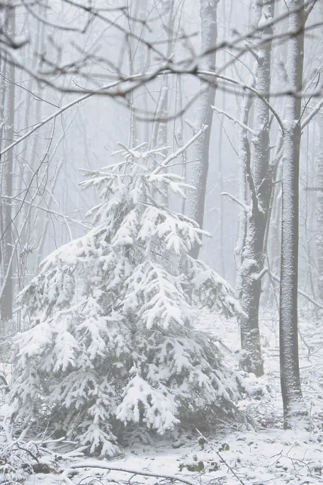 Framed Print : Snow-covered fir tree in a winter forest with snow Framed Print : Snow-covered fir tree in a winter forest with snow