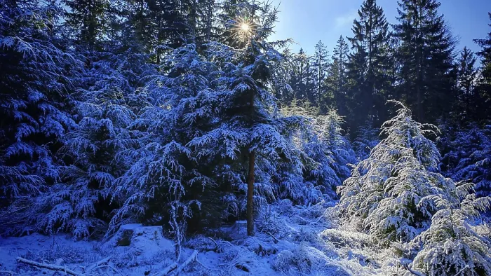 Framed Print : Snow-covered fir trees in the forest that are penetrated by sunlight