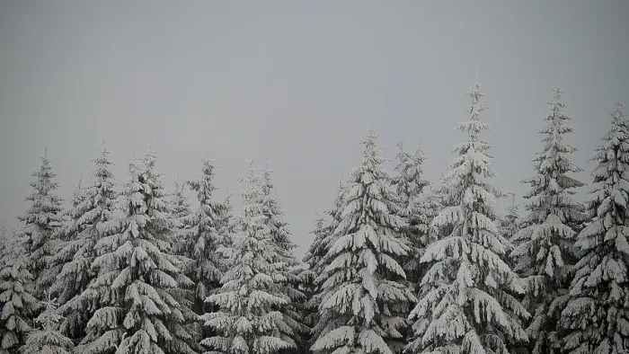 Framed Print : Snow-covered fir trees under grey skies Framed Print : Snow-covered fir trees under grey skies