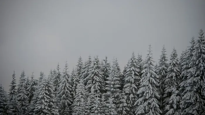 Framed Print : Snow-covered fir trees are huddled under a grey roof