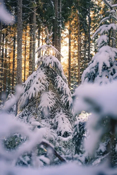 Framed Print : Snow-covered fir trees in a wintry forest
