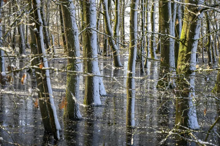 Framed Print : Snow-covered forest alder forest (Alnus glutinosa) with frozen water and trees