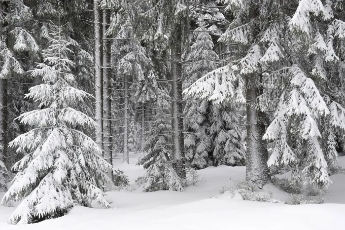 Framed Print : Snow-covered forest, Brocken, Blocksberg
