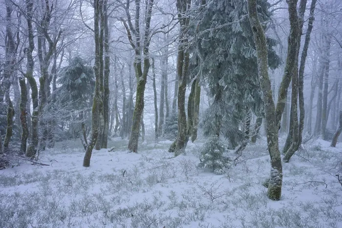 Framed Print : Snow-covered forest with conifers in a foggy winter scenery