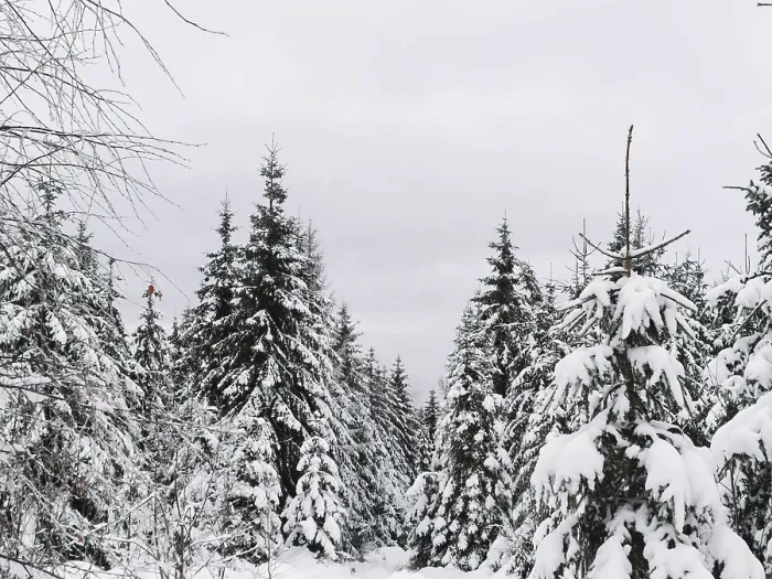 Framed Print : Snow-covered forest with dense fir trees (abies) under a grey sky