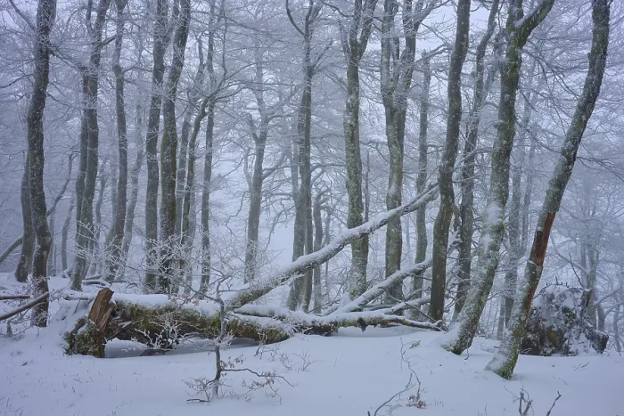 Framed Print : Snow-covered forest with fallen branches under a thick blanket of snow Framed Print : Snow-covered forest with fallen branches under a thick blanket of snow