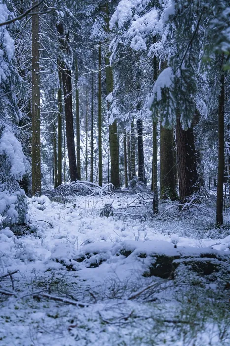 Framed Print : Snow-covered forest floor and trees in a quiet winter forest
