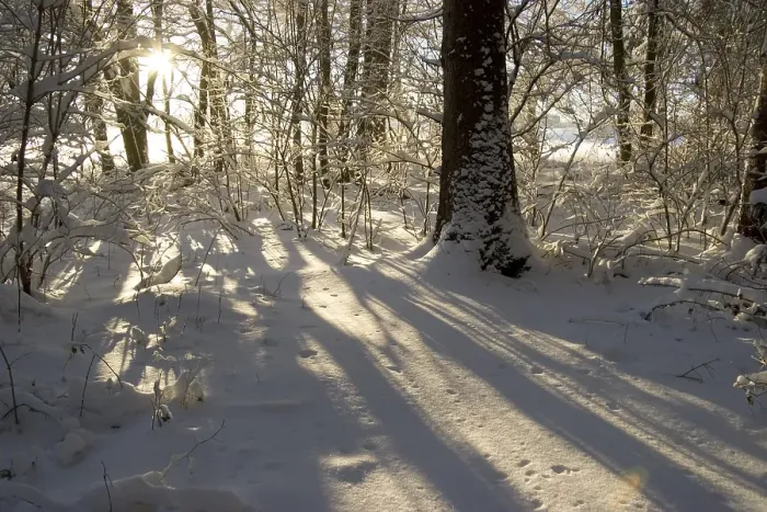 Framed Print : Snow covered forest in morning sun